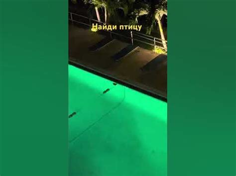 Найди птицу - YouTube
