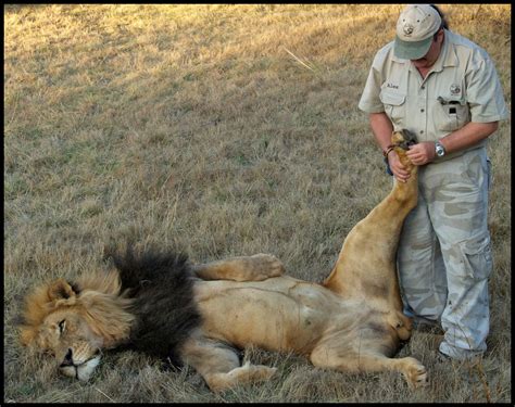 Alex A Natural Lion Man In The Lion Park South Africa He Flickr