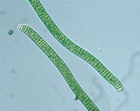 Cyanobacteria: Oscillatoria sp. | Prokaryotes, Microscopic photography ... 