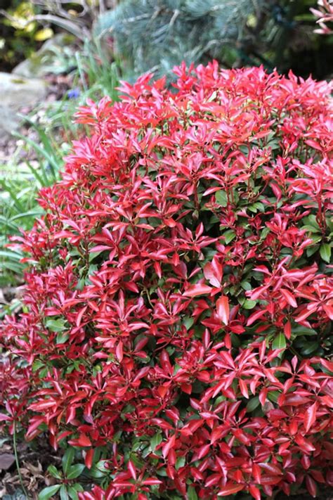 Buy Mountain Fire Pieris Wilson Bros Gardens FREE SHIPPING 1