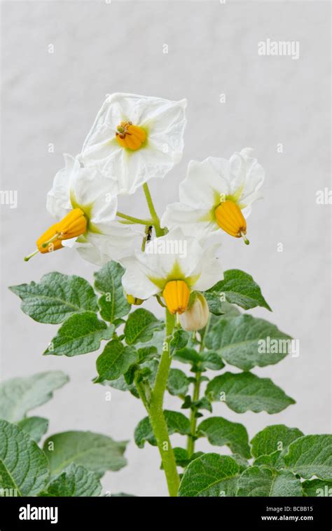 Flower of potato plant Stock Photo - Alamy