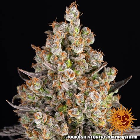 OG Kush Strain Seeds | BARNEYS FARM USA