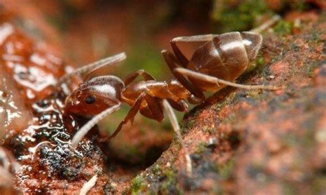 Hormigas Características Comportamiento Y Hábitat ️ Hormigas Ecología