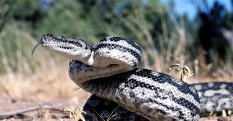 11 Cutest Snakes In The World - A-Z Animals