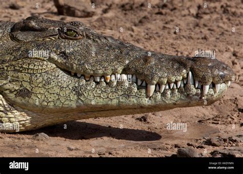 El Cocodrilo Del Nilo Crocodylus Niloticus En El R O Chobe En