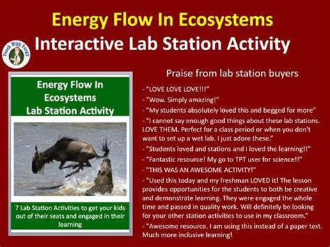 Energy Flow In Ecosystems 7 Lab Station Activities By Teach With Fergy