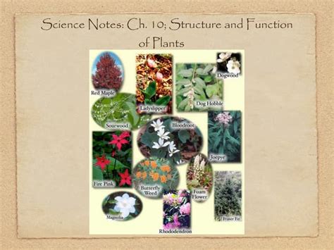 Keynote Ch 10 Plants Ppt Free Download