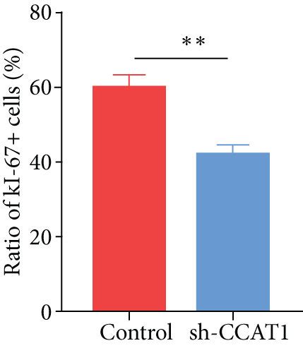 Sh Ccat Inhibited The Crc Progression In Vivo Via The Mir Gng