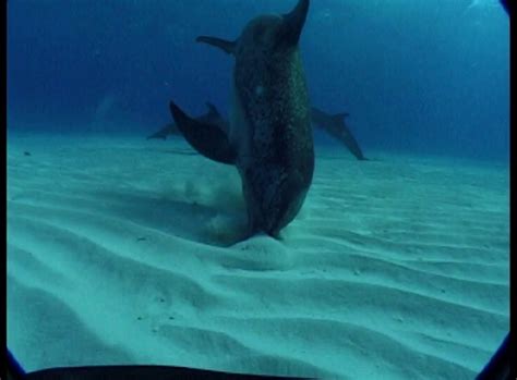 Spotted Dolphin Feeding, Bahamas.