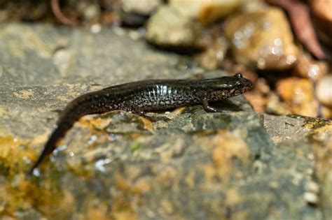 Wolf Dusky Salamander South Carolina Partners In Amphibian And