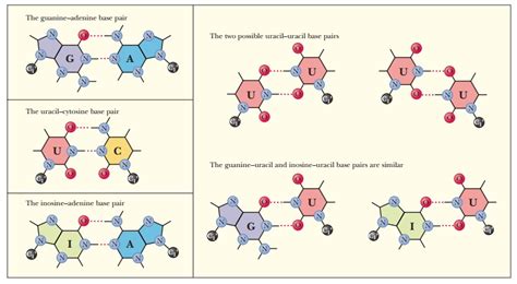 Codon–Anticodon Pairing and Wobble