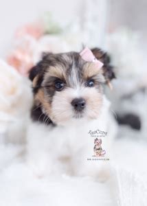 Parti Yorkie Puppy For Sale Teacup Puppies Teacup Puppies Boutique