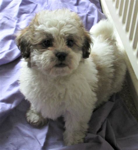 Bichon Frise And Shih Tzu Mix Puppies Picture Dog Breeders Guide