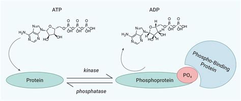 蛋白激酶 磷酸酶 调控信号通路细胞机制 MedChemExpress 技术前沿 生物在线 Lab on Web