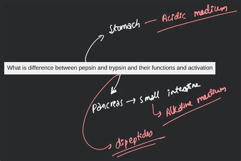 What is difference between pepsin and trypsin and their functions and act..