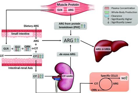 Arginine Metabolic Pathway Overview Of Activated Whole Body Arginine