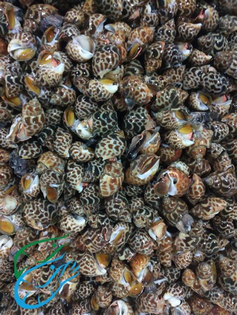 Jual Kerang Macan 1KG Jakarta Utara Cobryzen Shop Tokopedia