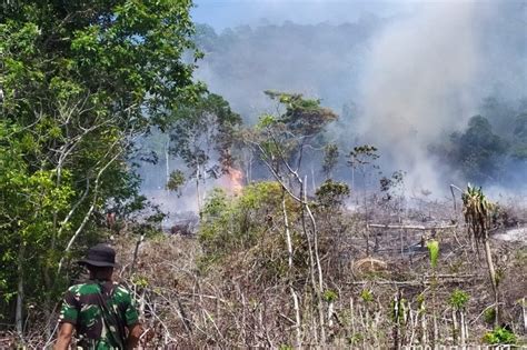 Menteri LHK Cabut Izin Konsesi Hutan Pada Delapan Perusahaan Di Aceh