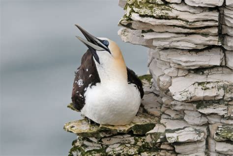 Gannet Morus Bassanus Juvenile At Bempton Cliffs Flickr