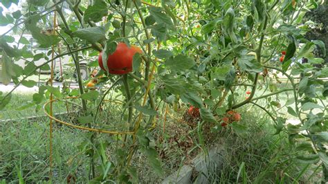 Hot Tomato Growing Tomatoes In Hot Weather Three Forks In The Road