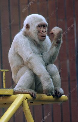 Albino Gorilla - Stock Image - Z912/0145 - Science Photo Library