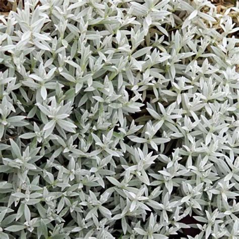 Cerastium Tomentosum 500 Seeds Snow In Summer