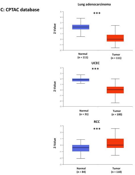 Ijms Free Full Text A Pan Cancer Landscape Of Abcg2 Across Human Cancers Friend Or Foe