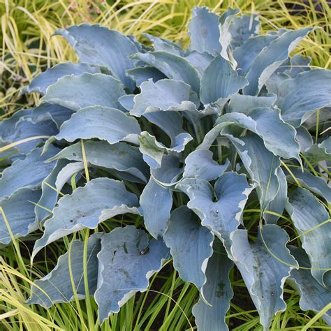HOSTA (Plantain Lily) – Fieldstone Gardens Inc