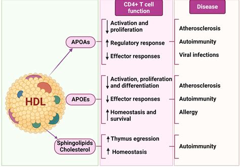 Interactions Between HDL And CD4 T Cells A Novel Understanding Of HDL