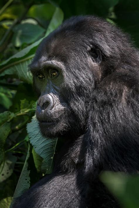 Mountain Gorilla - Gorilla Beringei Stock Photo - Image of eyes ...