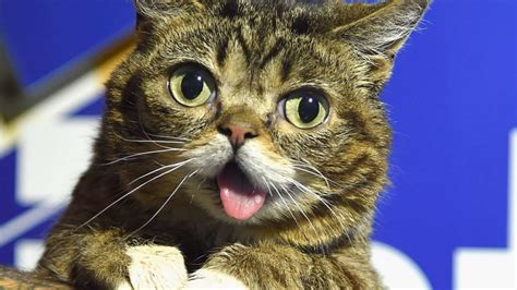 Lil Bub Cat Facts Mental Floss