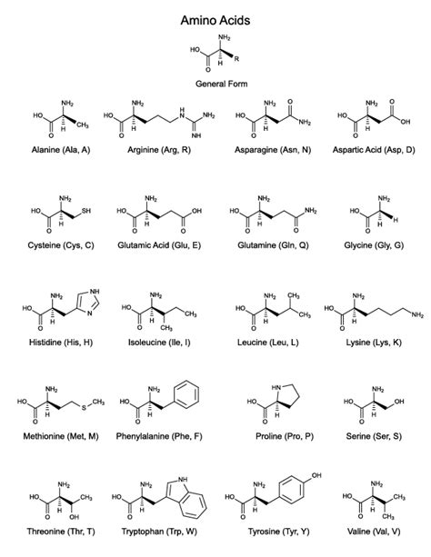 Printable 20 Amino Acids Study Sheet