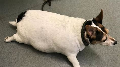 Dog So Fat She Looked Like Puffer Fish Is Now Champion Slimmer After