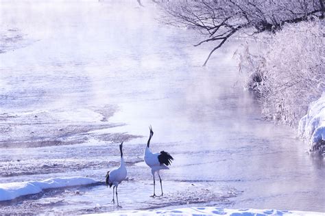 Winter in Hokkaido Beyond Niseko: Kushiro Marsh – True Wilderness and ...