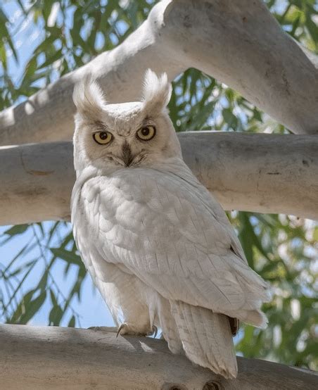 The Marvels Of Great Horned Owl Feathers Unveiled Odd Facts