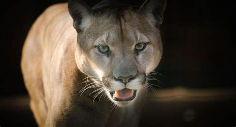 Estados Unidos Una Niña De 9 Años Sobrevive Al Ataque De Un Puma En Washington Lily