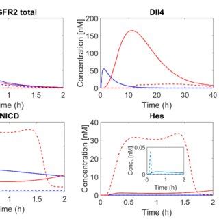 Endothelial Cell Patterning Under Normoxia And Hypoxia Concentration