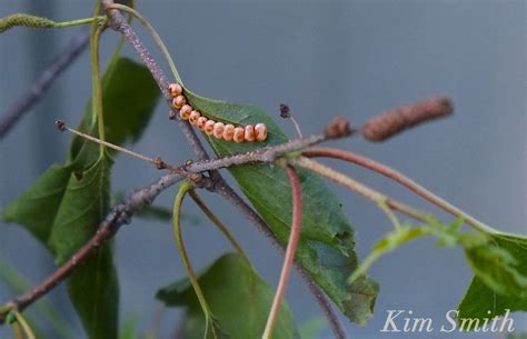 Luna Moth | Kim Smith Films