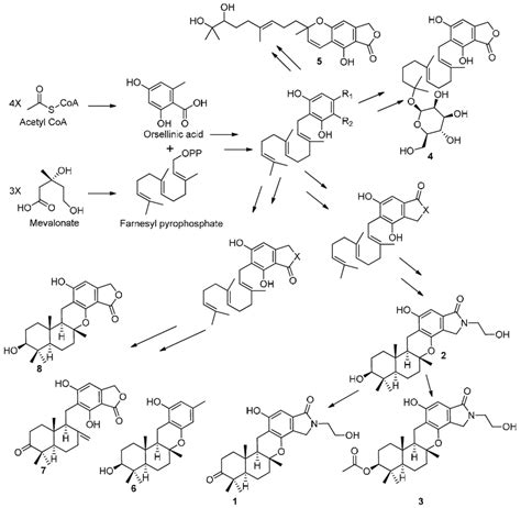 Scheme 1 Plausible Biosynthetic Route For Compounds 1 8 Download