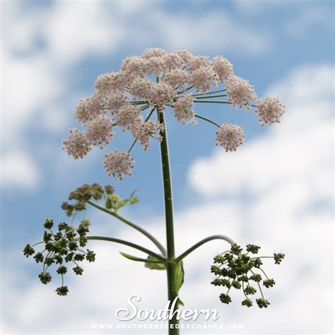 Anise (Pimpinella Anisum) - 100 Seeds - Southern Seed Exchange ...