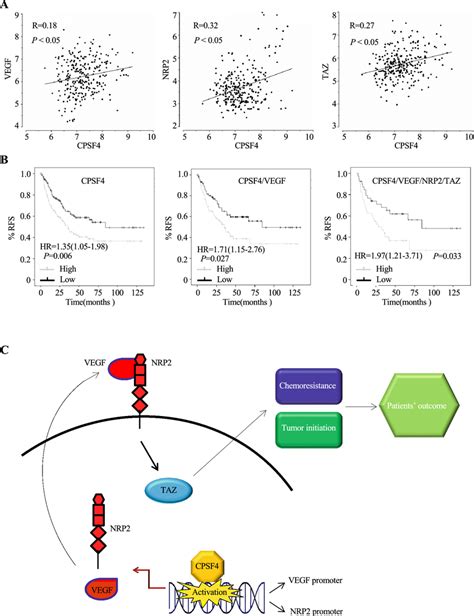 Cpsf Is Positively Correlated With Vegf Nrp And Taz Expression And