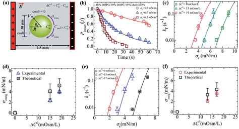 Constant Electric Tension S E Induced Rupture Of Guvs In The