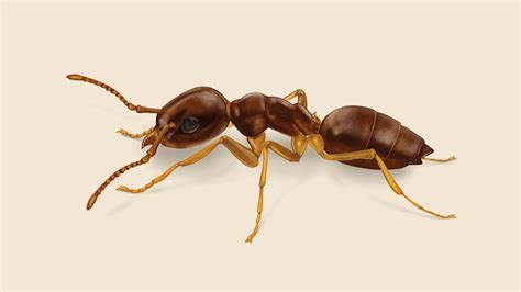 How To Identify And Get Rid Of Odorous Ants Orkin