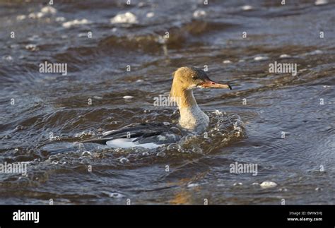 Goosander Mergus Merganser Adult Female Fishing Swimming On River