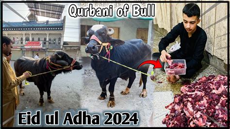 St Day Of Bari Eid Qurbani Of My Bull Eid Ul Adha Vlog Youtube