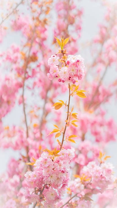 Blomster Kirseb R Sakura Gratis Foto P Pixabay