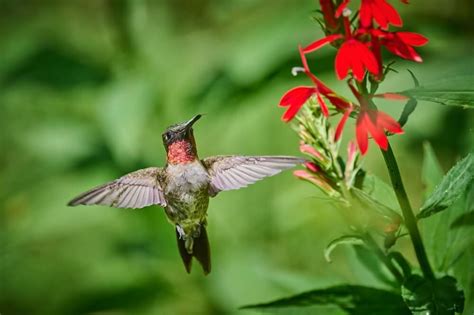 Meet The Ruby-Throated Hummingbird (Photos & Facts)