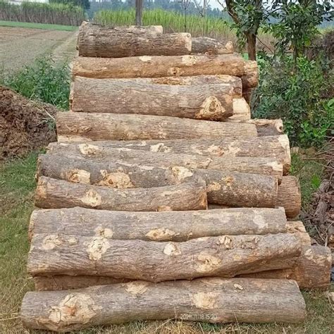 Popular Round Brown Sheesham Wood Logs Thickness Mm At Rs