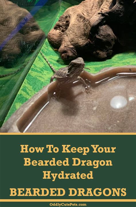 Learn How To Hydrate Bearded Dragons Hydration Is Crucial For These