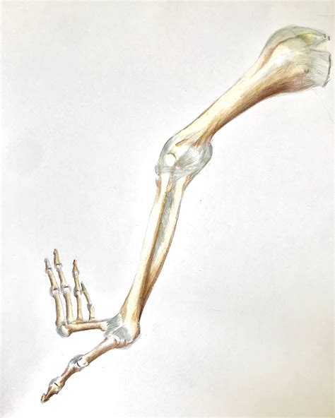 I Drew the Bones and Joints of an Arm : r/drawing